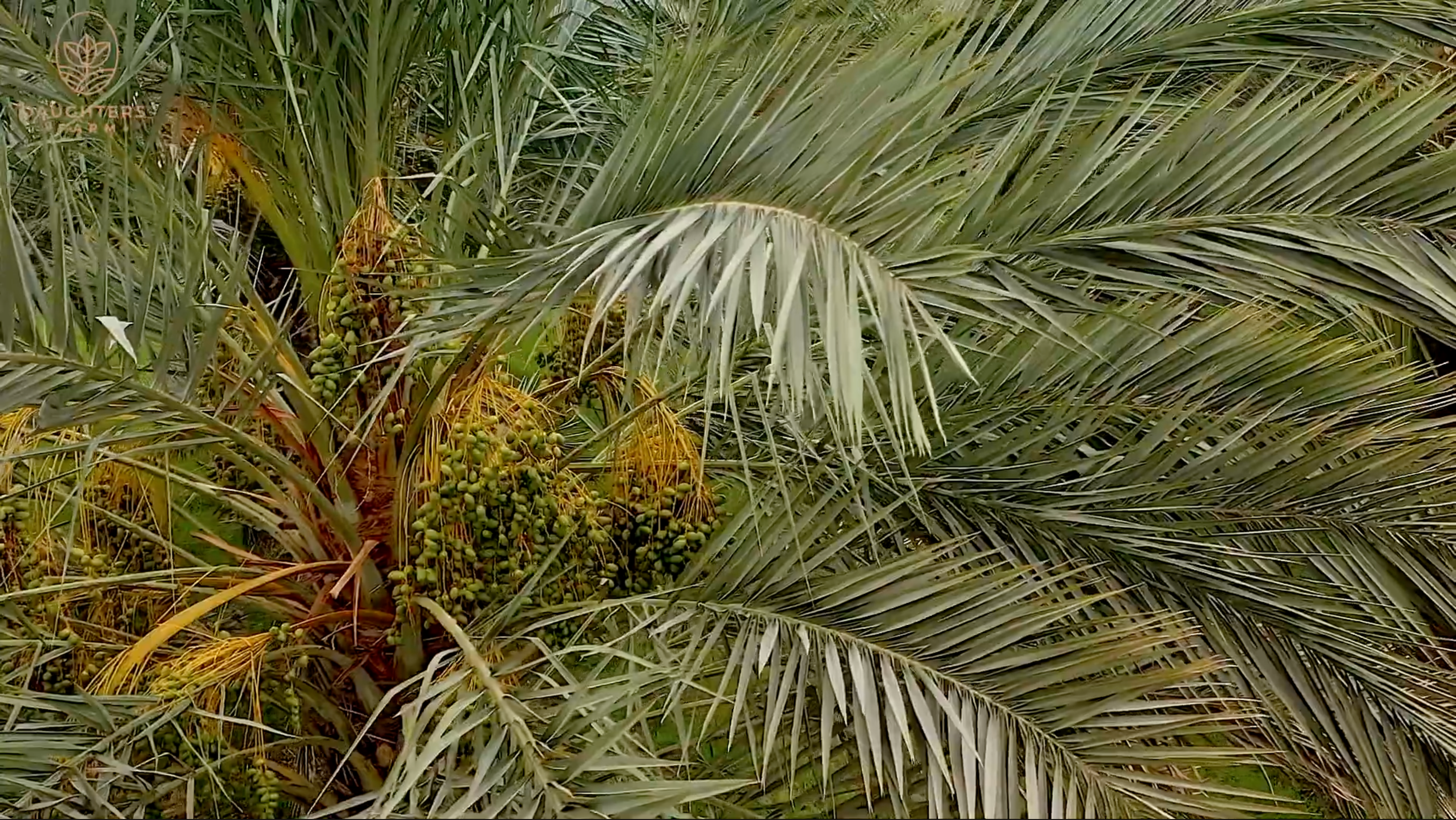 Load video: Daughters&#39; Farm - Organic Food Brand in Karachi